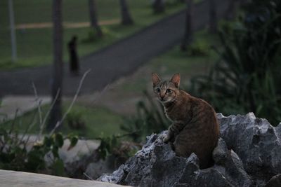 Cat sitting on rock