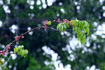 Close-up of flowering plants on tree