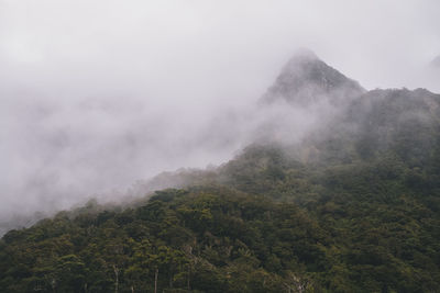 Lush forest and background mountains in a foggy day, milford sound, nz