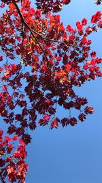 Low angle view of maple tree against sky