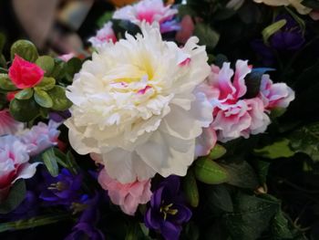 Close-up of pink flowers