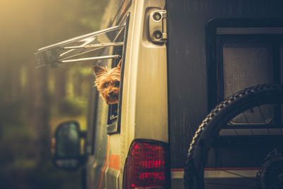 Portrait of dog looking through vehicle window