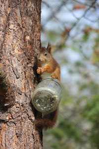 Close-up of squirrel on tree trunk