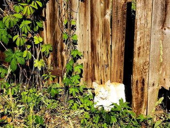 Cat relaxing in a plant