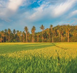 Scenic view of agricultural field against sky