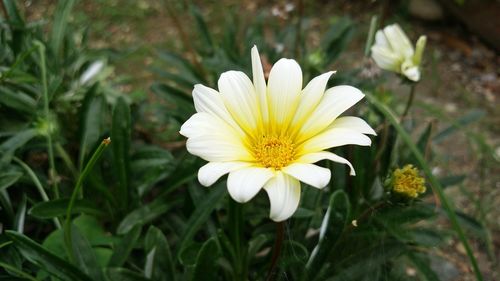 Close-up of white crocus blooming outdoors