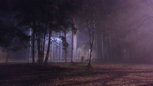 Trees on field in forest