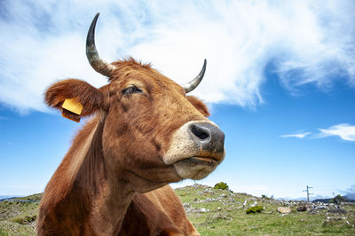 Close-up of cow standing on field against sky