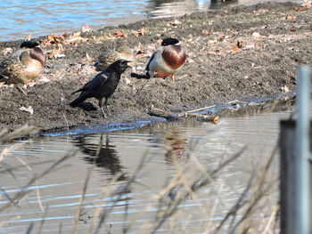 Ducks in lake