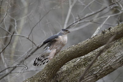 Low angle view of hawk perching on tree