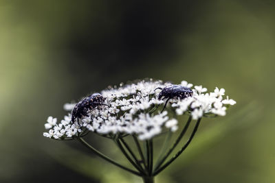 Close-up of butterfly pollinating on flower