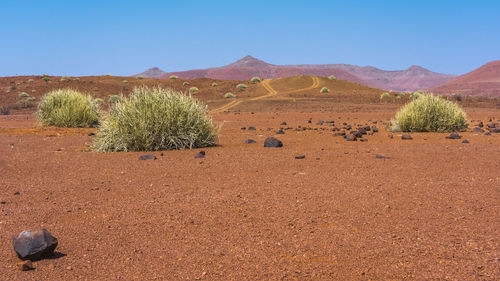 Scenic view of agricultural field against clear sky