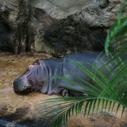 Close-up of turtle in water