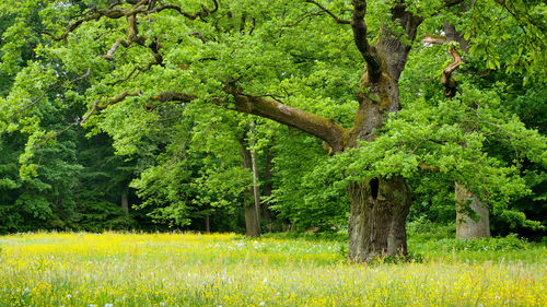 Trees growing in field