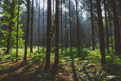 Trees in forest