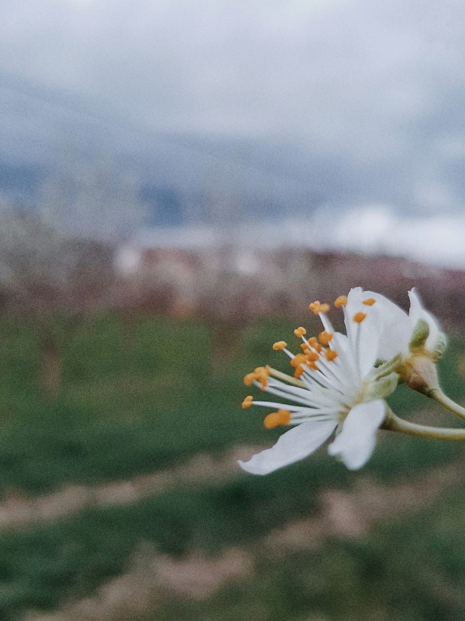 CLOSE-UP OF WHITE FLOWERING PLANT