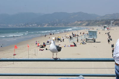 Seagulls on beach against clear sky