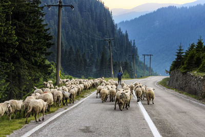 Flock of sheep walking on road