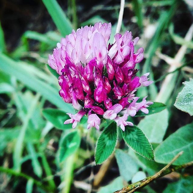 flower, freshness, petal, fragility, growth, flower head, beauty in nature, pink color, blooming, close-up, plant, nature, leaf, focus on foreground, high angle view, in bloom, purple, outdoors, day, green color