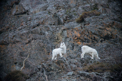 Two dahl sheep grazing on alaskas chugach mountain range. 