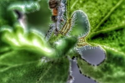 Close-up of insect on leaf