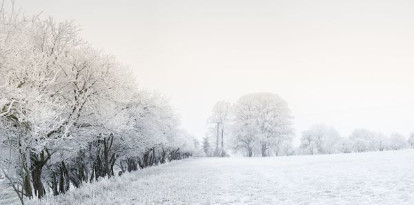 Trees on snow covered landscape against clear sky