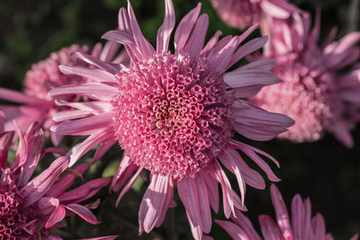 Close-up of pink flower