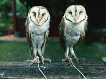 Portrait of two owls perching on a log