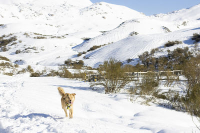 View of snow covered mountain and dog in the first day of snow