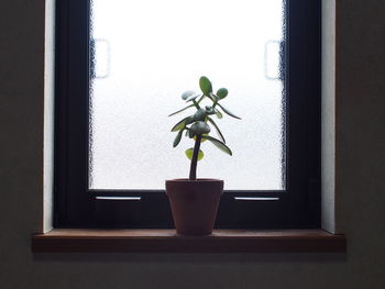 Potted plant on window sill at home