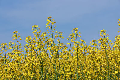 rapeseed