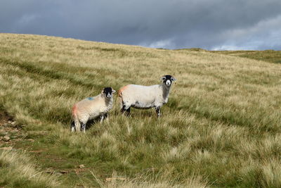 Sheep in a field