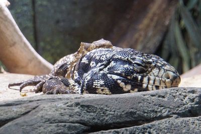 Close-up of lizard on rock