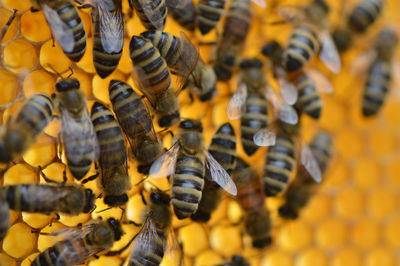 Close-up of bee on yellow leaf