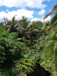 Low angle view of palm trees against sky