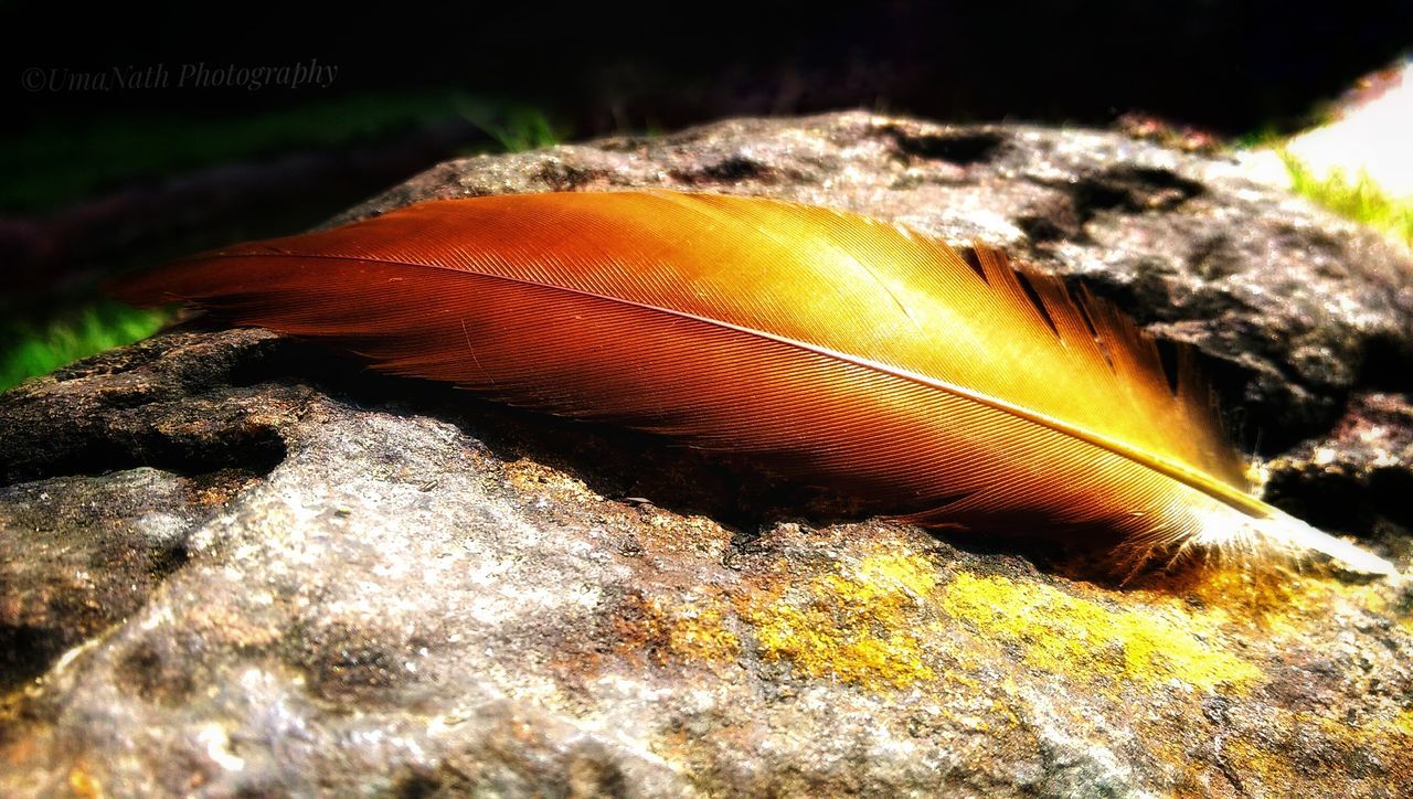 close-up, no people, nature, rock - object, rock, selective focus, day, mushroom, fungus, solid, vegetable, plant, growth, beauty in nature, land, toadstool, outdoors, vulnerability, fragility, sunlight