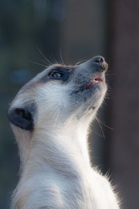 Close-up of meerkat