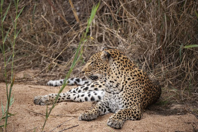 A leopard  resting