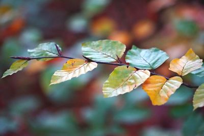 Close-up of autumnal leaves