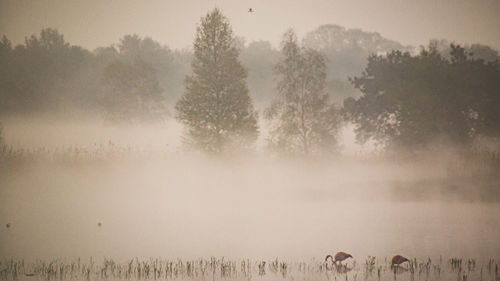 View of fog on field