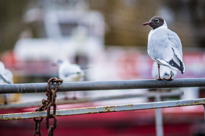 Close-up of bird perching on metal railing