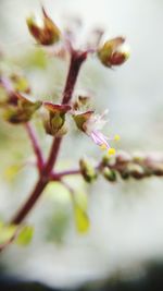 Close-up of honey bee on flower