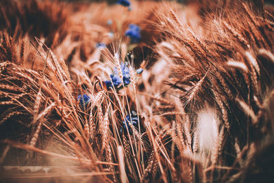 Close-up of wheat growing on field