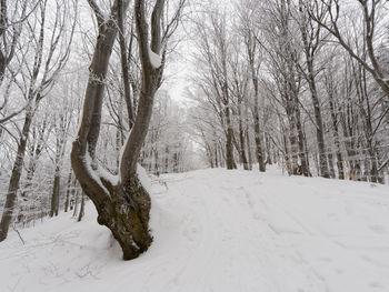 Bare trees on snow covered field