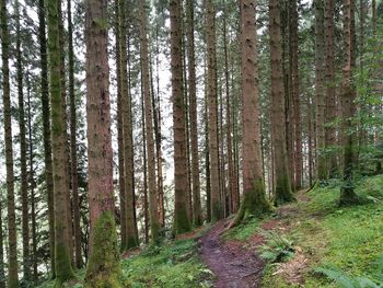 Trees in forest