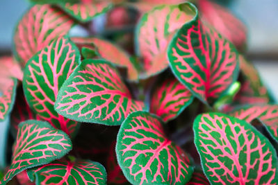 Closeup of pink veins on a nerve houseplant.