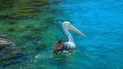 Swan swimming in water