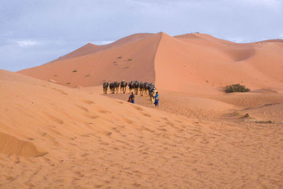 People with camels at desert