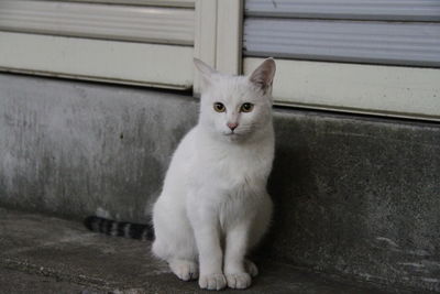 Portrait of white cat sitting outdoors