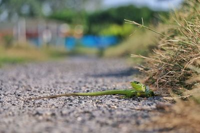 Close-up of lizard on road